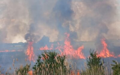 Ökológiai katasztrófa Csókánál, leégett a Holt-Tisza nádasa
