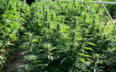 Komoly droghálózat épült ki a két ország között A kruševaci rekordnagyságú marihuána-fogás szálai Szkopjeba vezetnek