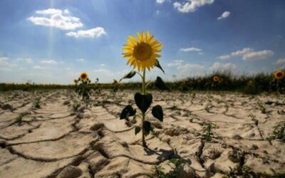 Súlyosabb aszály sújtja az országot, mint a 2022-es szárazság idején