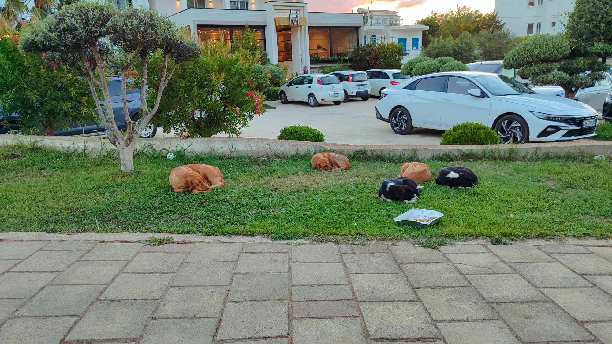 Sok a kóbor eb, de szelídek