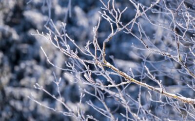 Ilyen telünk lesz – semmilyen