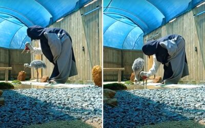 Darunak beöltözve próbál tanítani egy madarat egy férfi