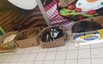 Egy kis segítséggel túlélhetik a telet