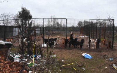 Borzasztó körülmények között tartottak kutyákat egy illegális szabadkai menhelyen (Fotók)