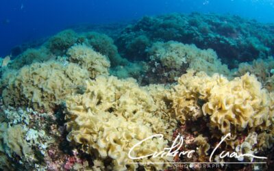 Invazív algafaj megjelenése miatt adtak ki figyelmeztetést Horvátországban