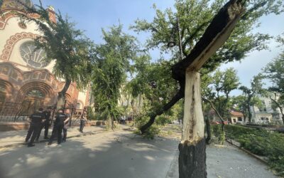 Kitört egy fa Szabadka központjában (Fotók)