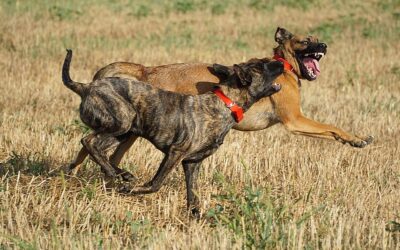 Kutyák marták halálra a szomszédasszonyt