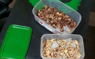 Két óbecsei laboratóriumban is varázsgombát termesztettek