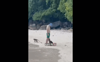 Majom harapott meg egy szerb férfit Thaiföldön – a kezelés 2000 eurójába került (Videó)