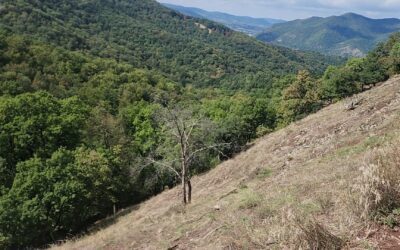 Öt napja nem találják a 27 éves nőt, aki túrázás közben tűnt el a Dunakanyarban