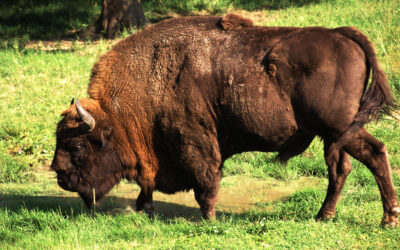 Hazakerült az elcsavargott bölény