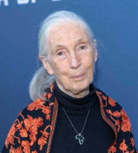 Dr. Jane Goodall, a híres főemlőskutató 2019-ben (Fotó: National Geographic)
