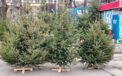 Az utolsó napokban is bőséges a fenyőkínálat A szabadkai Tejpiacon a tavalyi árakkal várják a vásárlókat az árusok