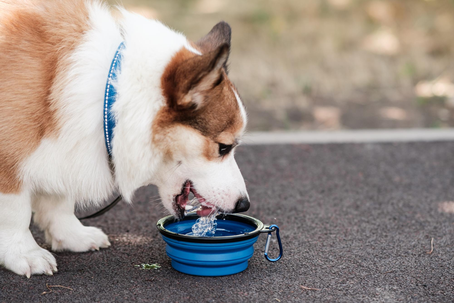 Víztisztító, ha kutyád vagy cicád van? Így gondoskodhatsz kedvenceidről is (Fotó: Freepik)