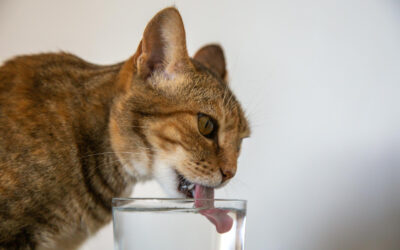 Víztisztító, ha kutyád vagy cicád van? Így gondoskodhatsz kedvenceidről is