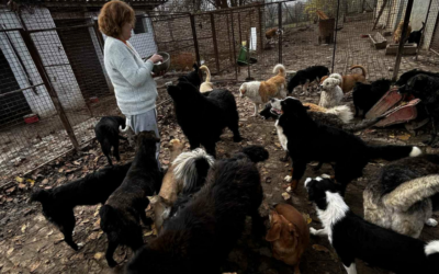 A mentett kutyáknak gyűjt támogatást az állás nélkül maradt bajmoki tanárnő
