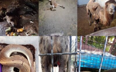 A Palicsi Állatkert ügyét ki kell vizsgálni