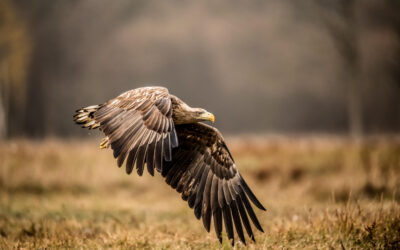 A petárda és tűzijáték évente állatok ezreit pusztítja el