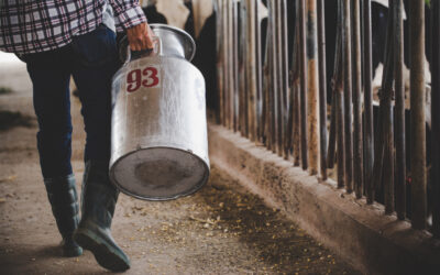 A felvásárolt tej egy részét tejporrá dolgozhatnák fel