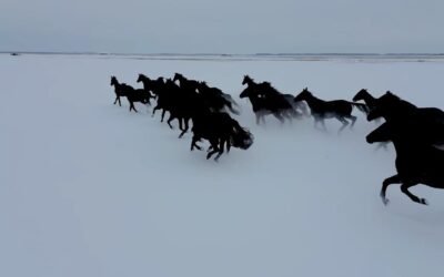 Lenyűgöző videón a havas Hortobágyon vágtató ménes