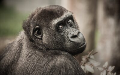 Tarol a szerelmi vita után merengő gorilla videója