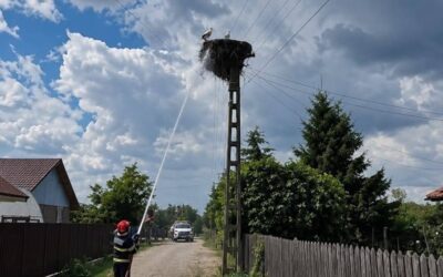 Kigyulladt a villanyoszlop, melyen gólyák fészkeltek Az utolsó pillanatig próbálták védeni otthonukat