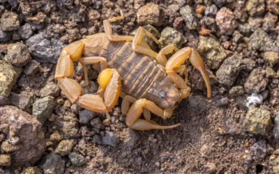Mérges skorpió csípett meg egy Görögországból hazatérő turistát A kabátjában rejtőzött el