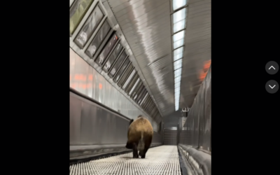Leszaladt egy vaddisznó a budapesti metróba – kilőtték