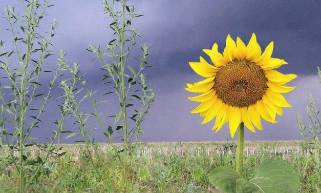 Miért – és miért nem