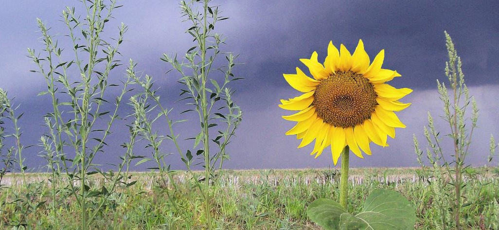 Miért – és miért nem