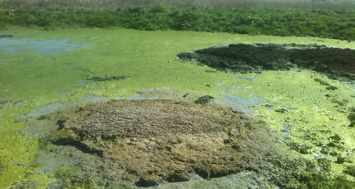 A természetgyógyász