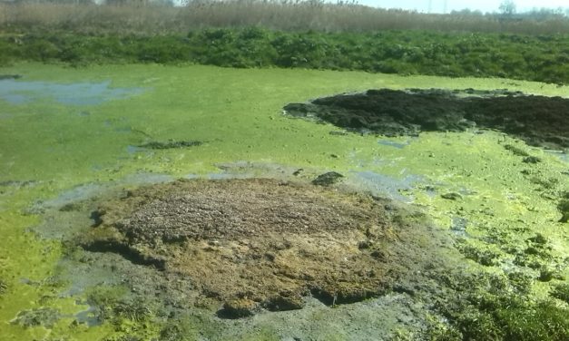 A természetgyógyász