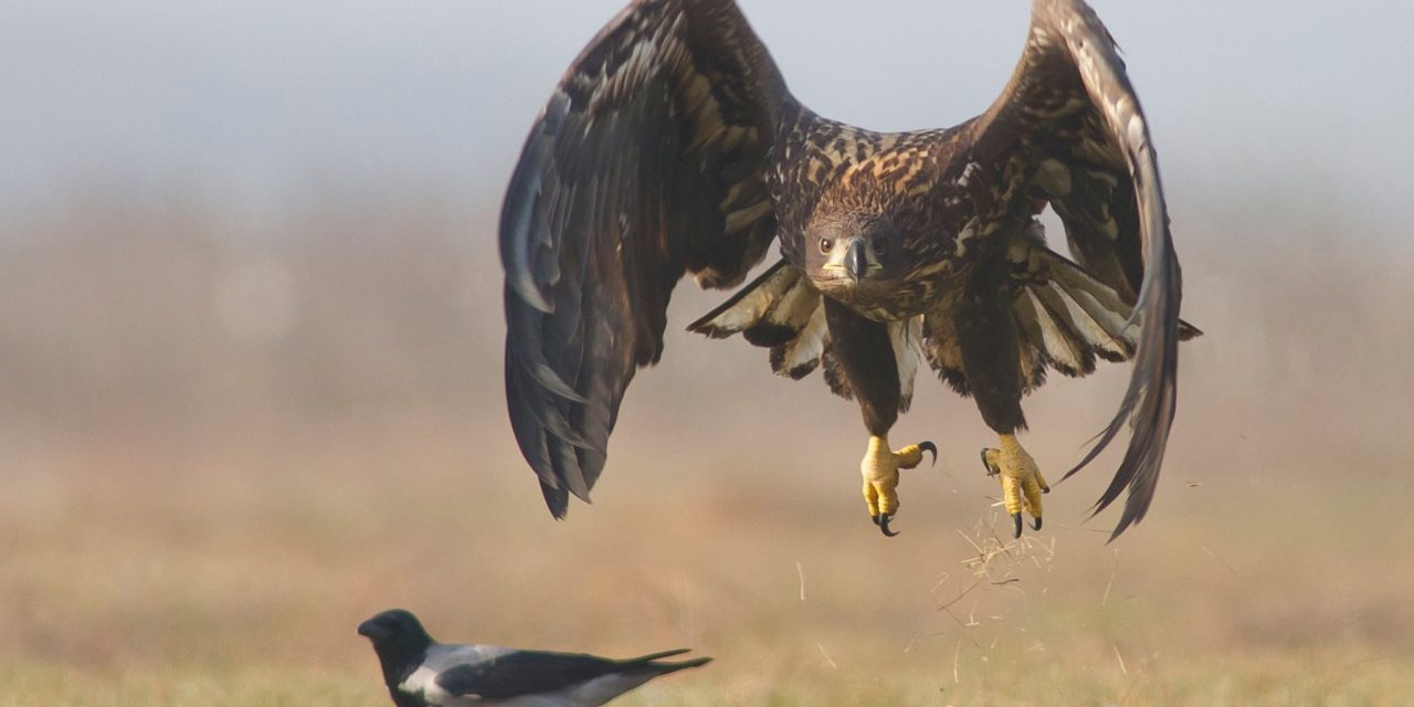 Újabb mérgezési hullámtól tartanak