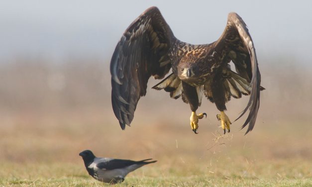 Újabb mérgezési hullámtól tartanak