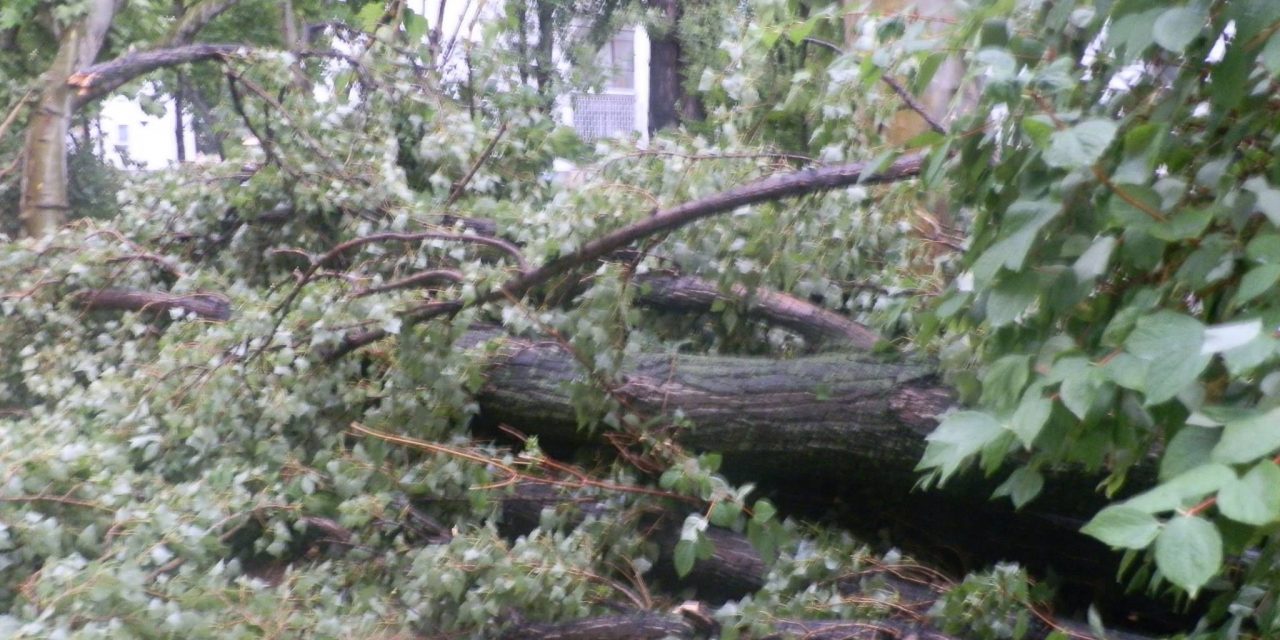 <span class="entry-title-primary">#evolúciós</span> <span class="entry-subtitle">Szabó Palócz Attila verse</span>