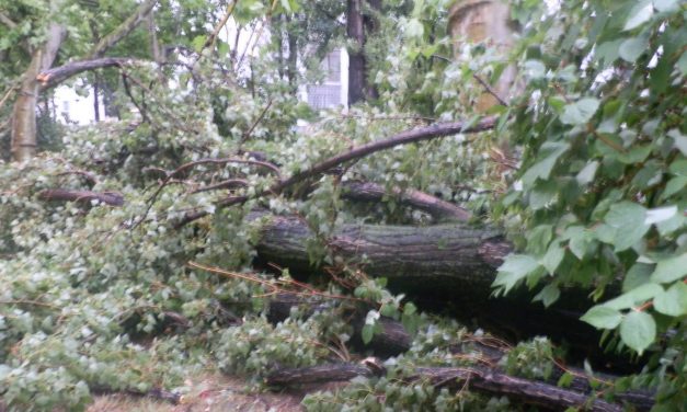 <span class="entry-title-primary">#evolúciós</span> <span class="entry-subtitle">Szabó Palócz Attila verse</span>