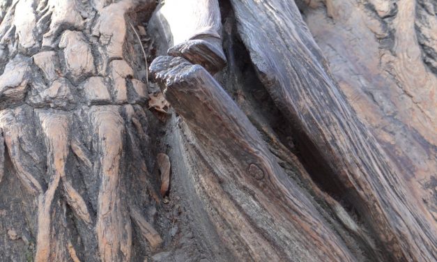 <span class="entry-title-primary">Camus</span> <span class="entry-subtitle">Lőrincz P. Gabriella verse</span>