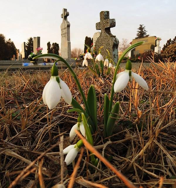 Kinyílott a hóvirág