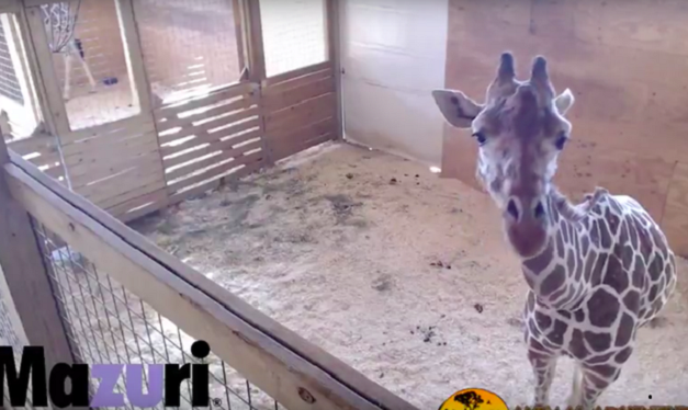 <span class="entry-title-primary">Kapcsoljuk a helyszínt! Szülés élő internetes közvetítésben</span> <span class="entry-subtitle">Nézze nálunk, hogyan jön világra a kiszsiráf</span>