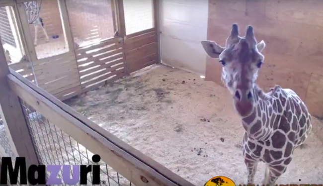 <span class="entry-title-primary">Kapcsoljuk a helyszínt! Szülés élő internetes közvetítésben</span> <span class="entry-subtitle">Nézze nálunk, hogyan jön világra a kiszsiráf</span>