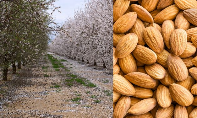 <span class="entry-title-primary">Mandula-nap</span> <span class="entry-subtitle">Ne csak együk, kenjük is magunkra!</span>