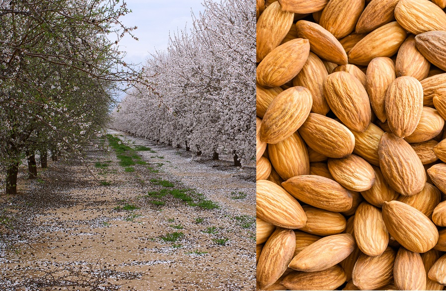 <span class="entry-title-primary">Mandula-nap</span> <span class="entry-subtitle">Ne csak együk, kenjük is magunkra!</span>