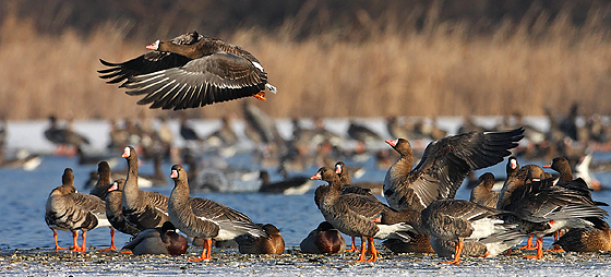 <span class="entry-title-primary">Vadludak</span> <span class="entry-subtitle">Bárdosi Németh János verse</span>