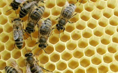 Állami segítséget várnak a méhészek