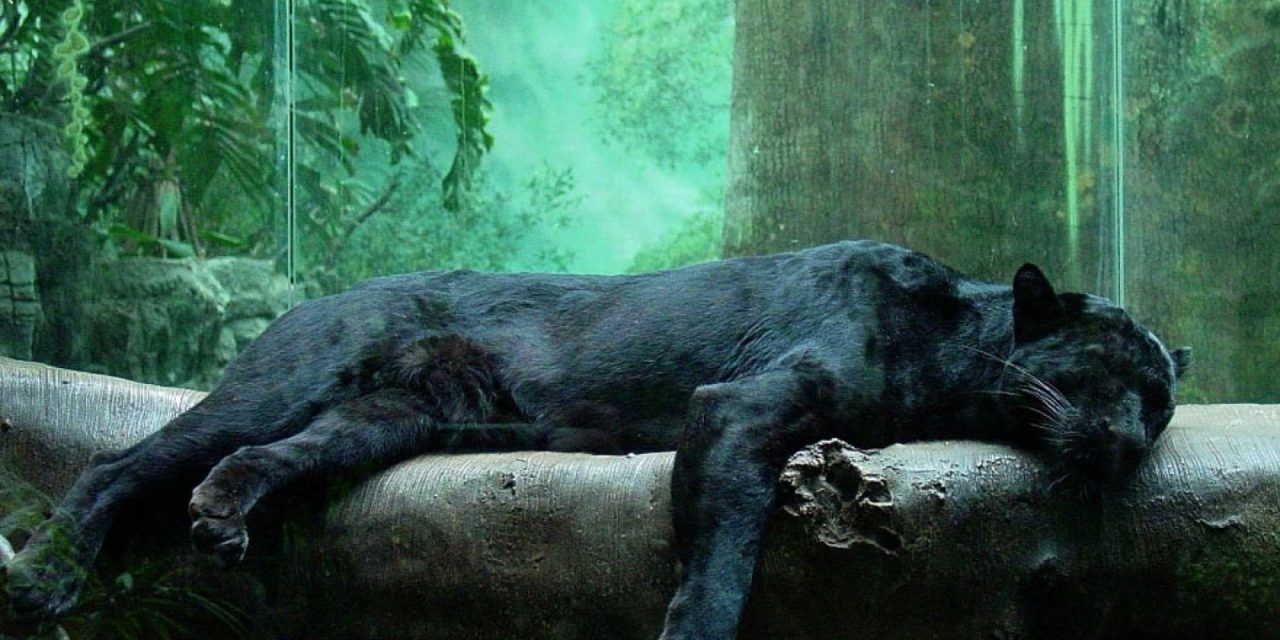 <span class="entry-title-primary">Ünnepelje szunyókálással a mai világnapot</span> <span class="entry-subtitle">Csak nehogy úgy aludjon el, mint egy csiga</span>