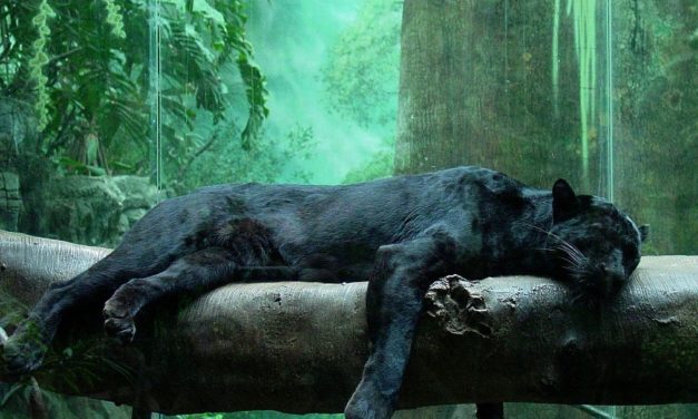 <span class="entry-title-primary">Ünnepelje szunyókálással a mai világnapot</span> <span class="entry-subtitle">Csak nehogy úgy aludjon el, mint egy csiga</span>