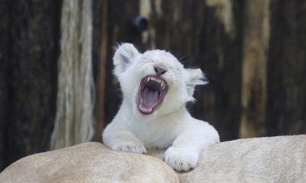 Ritka, mint a fehér oroszlán