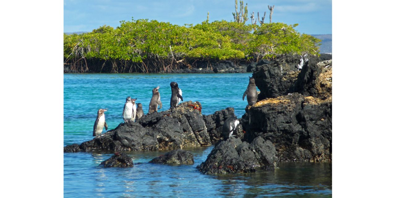 <span class="entry-title-primary">Mit keres egy pingvin az Egyenlítőn?</span> <span class="entry-subtitle">Magyar kutató talált rá a világ leghíresebb teknősére</span>