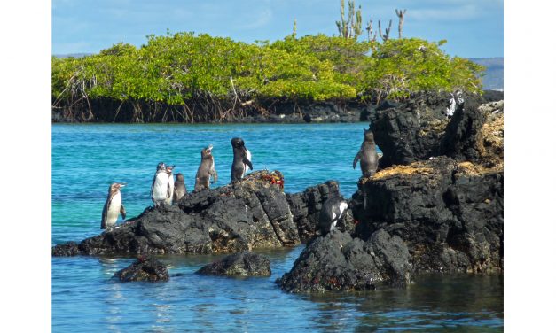 <span class="entry-title-primary">Mit keres egy pingvin az Egyenlítőn?</span> <span class="entry-subtitle">Magyar kutató talált rá a világ leghíresebb teknősére</span>