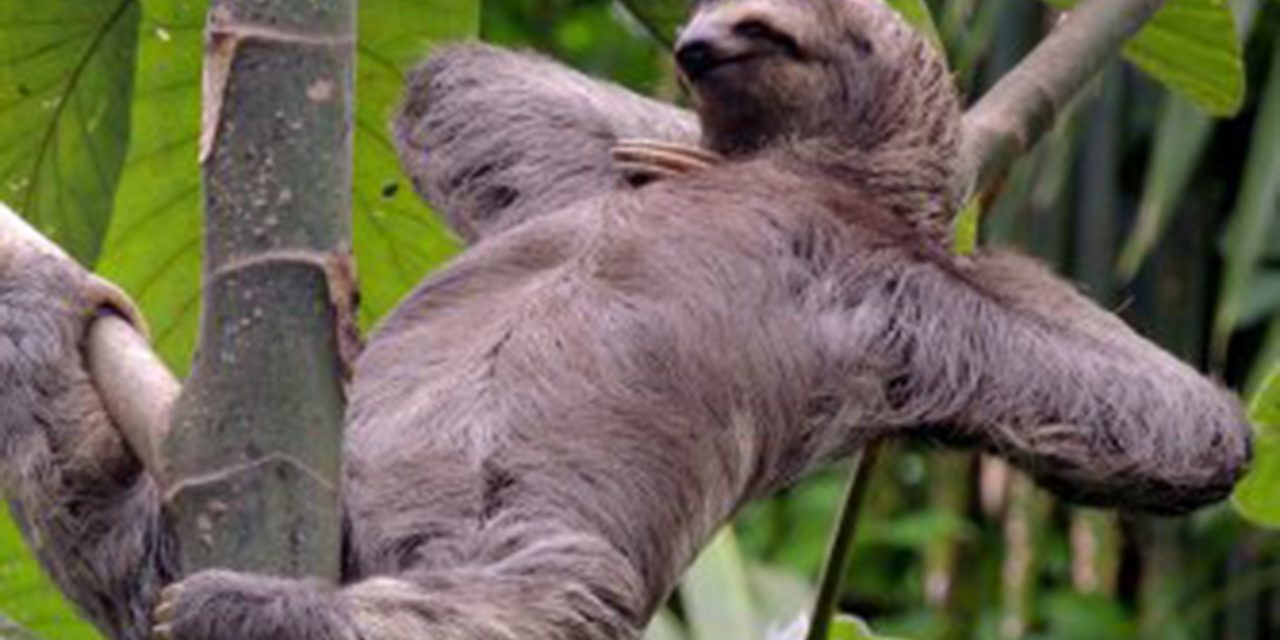 <span class="entry-title-primary">Lajhárral az éjjeli baglyok csúcstalálkozóján</span> <span class="entry-subtitle">Egy kis szórakozás mindazoknak, akik még ébren vannak és szeretik a Facebookon megosztott kiscicás képeket</span>